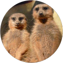 stefan Bucht profile picture